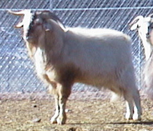 Abraham 